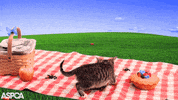 cat Wrestle GIF by ASPCA