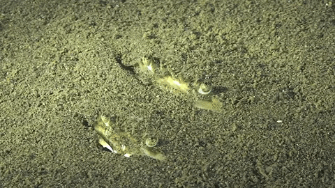 WeAreWater giphygifmaker bye hide crab GIF