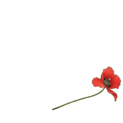 Flower Natuur Sticker by Natuurmonumenten