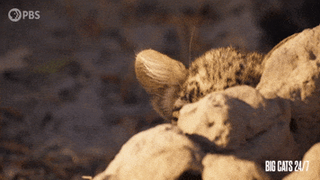 Season 2 Hiding GIF by PBS