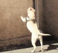 Dog Running GIF