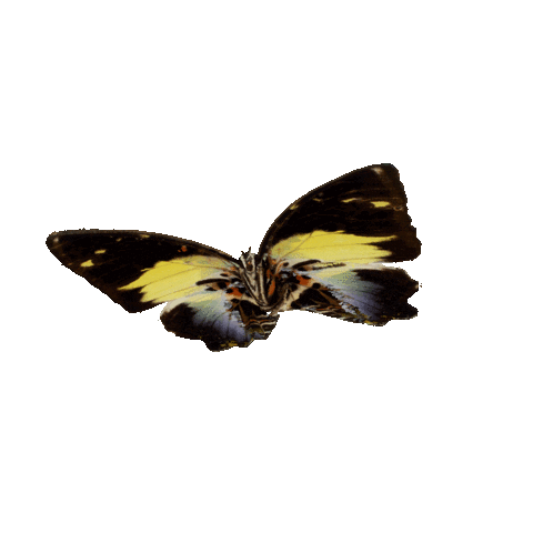 michaeldamnitz giphyupload butterfly schmetterling damnitz Sticker