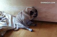 Video gif. Pug sitting up on a floor, slowly folding forward, looking sleepy, landing on his belly.