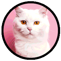 Cat Sticker by Aboca Italia