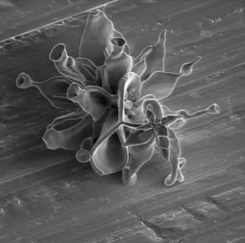 Esmage giphygifmaker GIF