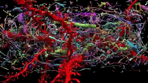 connections neurons synapses brainhere GIF