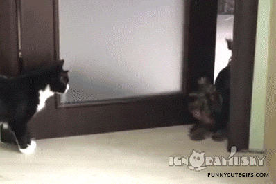 playing cat and dog GIF