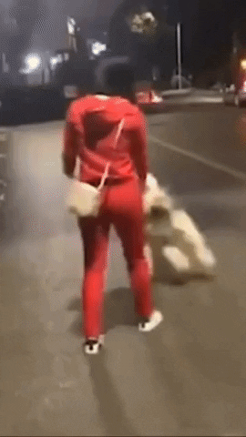 cuteanimalland giphyupload GIF