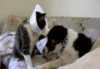 doggy GIF