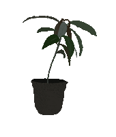 Plants Jungle Sticker