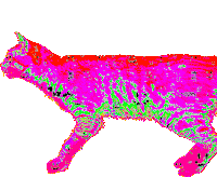 serious cat STICKER