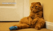 cat falling GIF