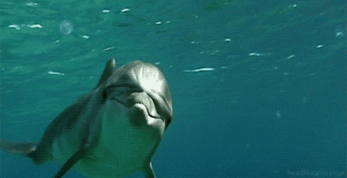 english dolphin GIF