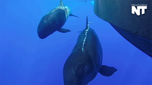 sea animals news GIF by NowThis 