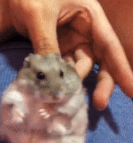 Hamster Gets Serenaded With Lullabies Before Bedtime