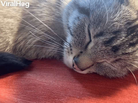 Kitty Reacts to Cough