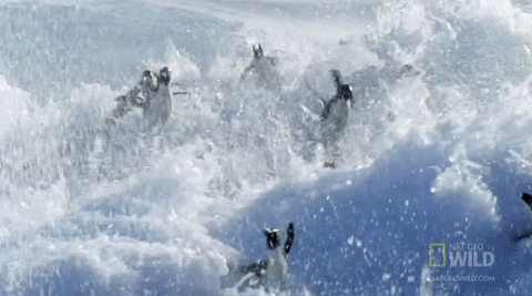 worldâs deadliest GIF by Nat Geo Wild 