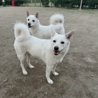 Dog Bro GIF