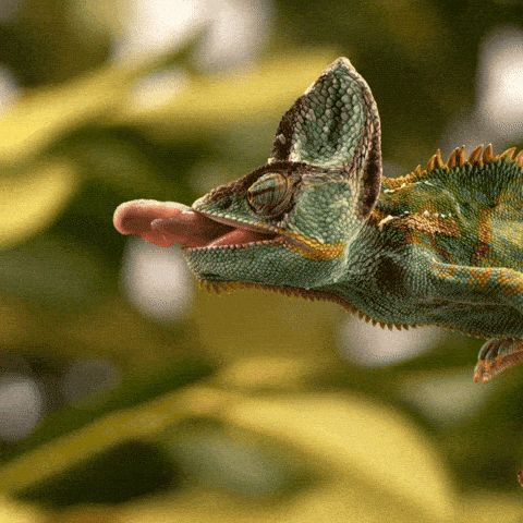 dustuncan giphyupload GIF