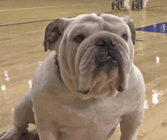 drake mascot GIF by DrakeUGriff