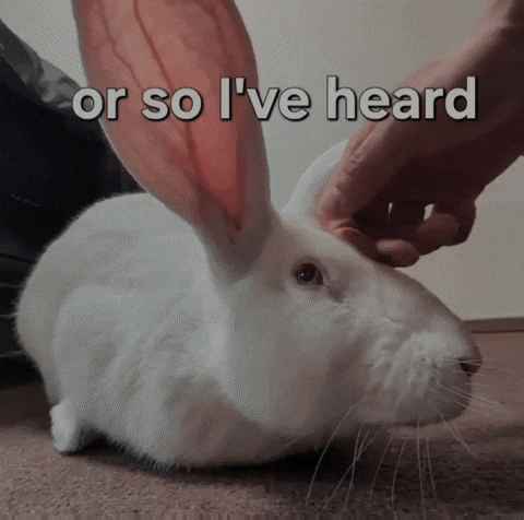 Rabbit Ears GIF