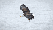 images fly GIF