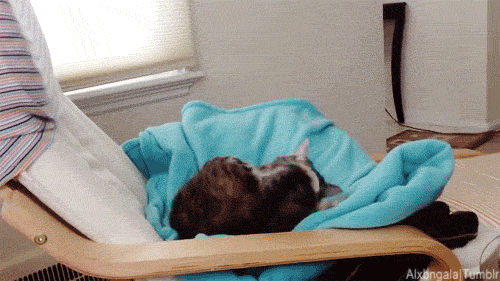 cat resting GIF by Cheezburger