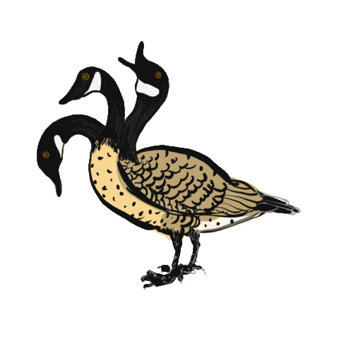 choochoocachew giphyupload canada minnesota goose Sticker