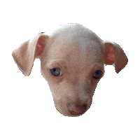 nervous dog Sticker