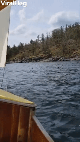Orca Spotted From Antique Sailboat
