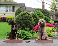 Shuffle Place GIF by Clever Canine Dog Training