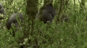 Bbc Gorilla GIF