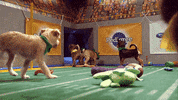 animal planet dog GIF by Puppy Bowl
