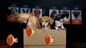 Animal Planet Football GIF by Puppy Bowl