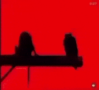 Monkey GIF