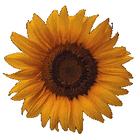 Flower Sticker