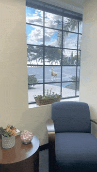 transgreaser sky window view deer GIF