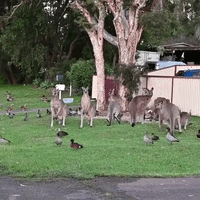 Duck Sticks Hilarious Landing In Front Of Kangaroo