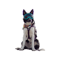 Star Wars Dog Sticker by Geekster Pets