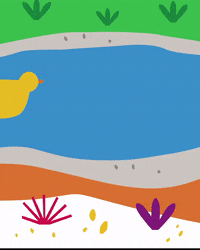 Lake Ducks GIF by UQ Sport