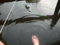 feet alligator GIF