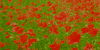 flowers GIF