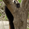Happy Fun GIF by San Diego Zoo Wildlife Alliance