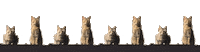 Dance Cat Sticker by Katya