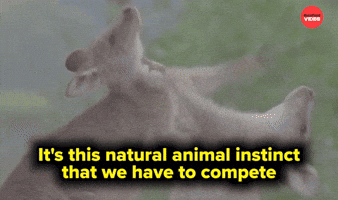 Animal instinct to compete