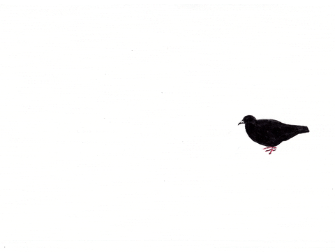 wreasa giphyupload bird walking dove GIF