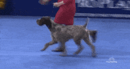 national dog show 2018 GIF by NBC