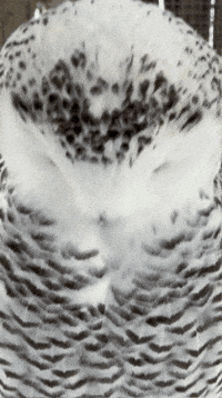 Surprised What Now GIF by Valley Zoo Development Society