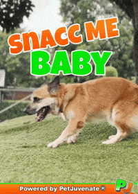 PetJuvenate petjuvenate henlo hooman fren love rescue dogs treatos and woofer for pupper GIF