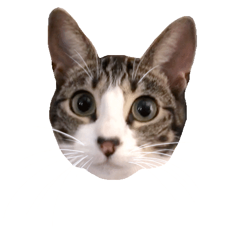 Cat Kitty Sticker by megan lockhart